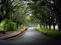 #TreesofBangalore